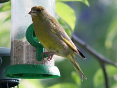 20160606 Greenfinch